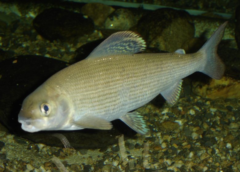 Aquarium La Maison du Saumon et de la Rivière