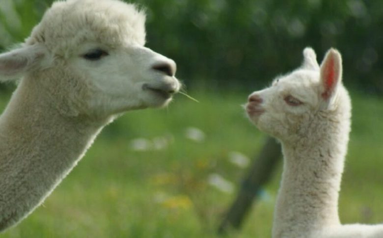 Alpacas De la Suavidad