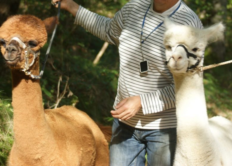 Alpacas De la Suavidad