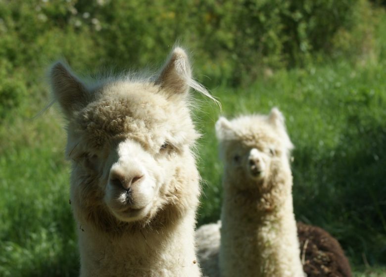 Alpacas De la Suavidad