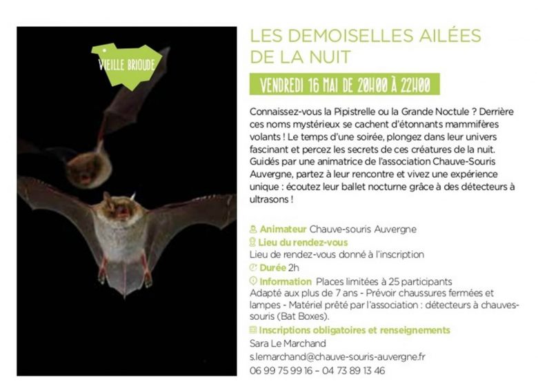 Les Demoiselles ailées de la nuit