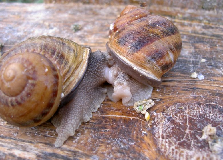 L’escargot des murailles