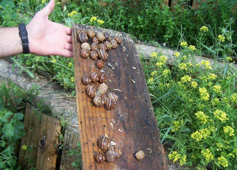 L’escargot des murailles