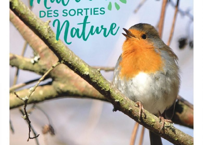 Mammifères à la tombée de la nuit