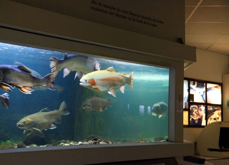 Visite guidée de l&rsquo;Aquarium Maison du Saumon