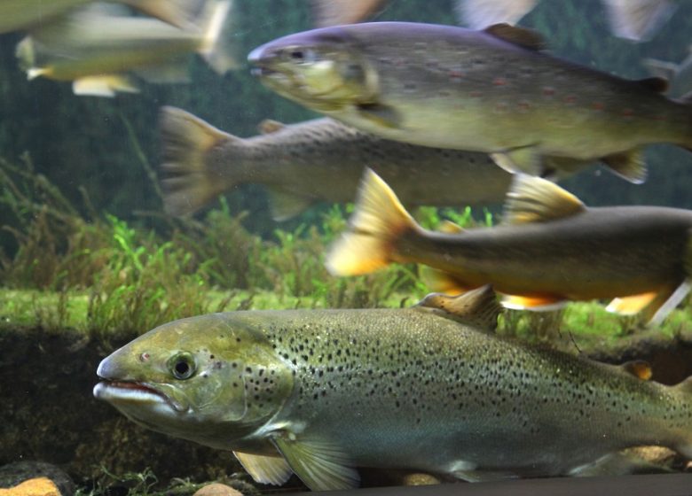 Aquarium La Maison du Saumon et de la Rivière